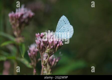 Unterseite eines stachelblauen Schmetterlings (Celastrina argiolus), der sich von Hanf-Agrimonie ernährt Stockfoto