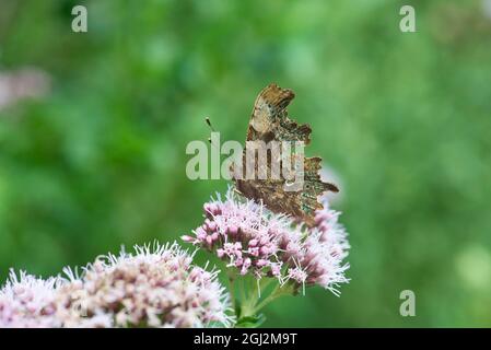 Unterseite eines Komma-Schmetterlings (Polygonia c-Album), der das Komma-ähnliche Zeichen zeigt, das der Art ihren englischen Namen gibt Stockfoto