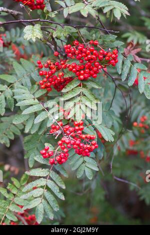 Blätter und Beeren der Rowan- oder Bergasche (Sorbus aucuparia) im Herbst Stockfoto