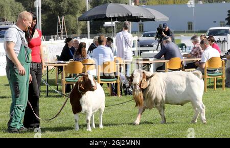 08. September 2021, Mecklenburg-Vorpommern, Mühlengeez: Für die Pressekonferenz zur Präsentation des Programms der 30. Landwirtschaftsmesse brachten Mela, Ricardo und Beate Klatt aus Karcheez ihre Boer-Ziegen Linda und Henri mit, weil die Boer-Ziege das Tier der Mela 2021 sein wird. Nach einem Jahr Corona-Pause startet am 16.09.2021 wieder die größte Landwirtschaftsmesse in Mecklenburg-Vorpommern. Foto: Bernd Wüstneck/dpa-Zentralbild/dpa Stockfoto