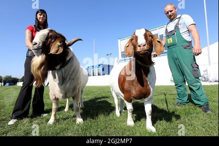 08. September 2021, Mecklenburg-Vorpommern, Mühlengeez: Für die Pressekonferenz zur Präsentation des Programms der 30. Landwirtschaftsmesse brachten Mela, Beate und Ricardo Klatt aus Karcheez ihre Boer-Ziegen Henri und Linda mit, weil die Boer-Ziege das Tier der Mela 2021 sein wird. Nach einem Jahr Corona-Pause startet am 16.09.2021 wieder die größte Landwirtschaftsmesse in Mecklenburg-Vorpommern. Foto: Bernd Wüstneck/dpa-Zentralbild/dpa Stockfoto