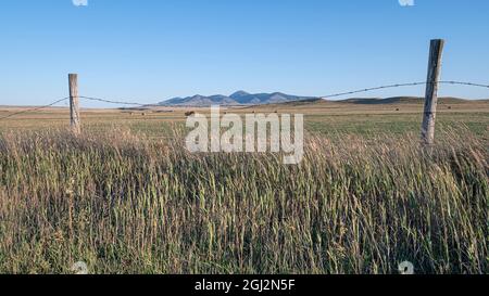 Runde Ballen auf einem Feld mit den Sweet Grass Hills (auch bekannt als Sweetgrass Hills) im Hintergrund Stockfoto