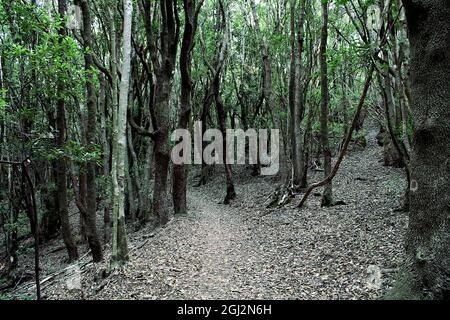 Sendero por el monte de laurisilva Stockfoto