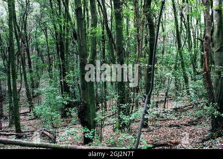 Sendero por el monte de laurisilva Stockfoto