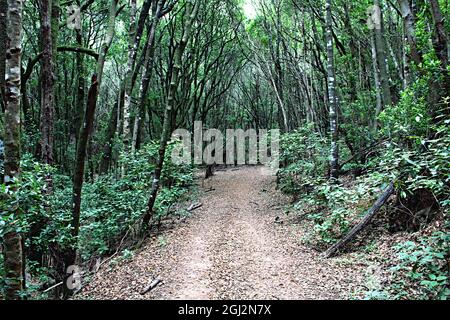 Sendero por el monte de laurisilva Stockfoto