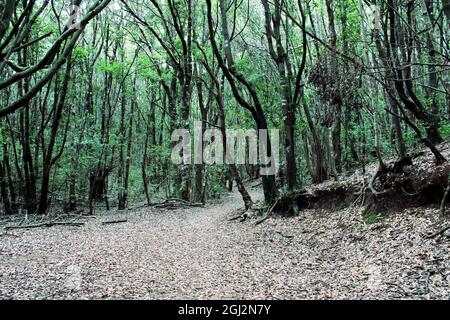 Sendero por el monte de laurisilva Stockfoto