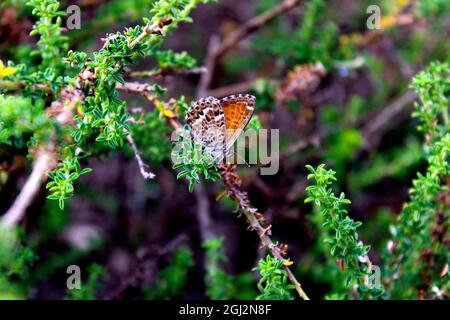Mariposa manto de las canarias Stockfoto