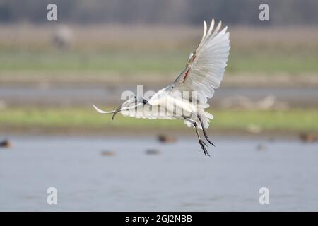 Der Schwarzköpfige Ibis-Vogel Fliegt Über Das Sanctuay-Feuchtgebiet Stockfoto