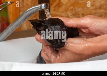 Die Hände einer Frau, die im Waschbecken unter dem Wasserhahn eines kleinen schwarzen verängstigten Kätzchens badete Stockfoto