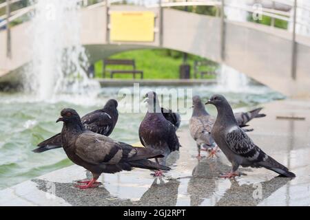 Eine Gruppe von Tauben, die an einem sonnigen Tag Wasser auf einem Brunnen in einem Stadtpark trinken. Stockfoto