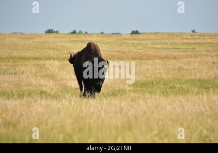 Große einsame amerikanische Büffel, die durch die Ebenen in South Dakota wandern. Stockfoto