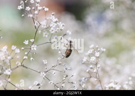 Biene auf Gipsophila Blume in schönen Garten in der Nähe Stockfoto