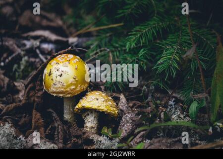 Gelbe Pilze, auch bekannt als gelbe Warze oder Amanita flavoconia im Naturpark Pointe aux Outardes in der Region Cote Nord in Quebec, Kanada Stockfoto