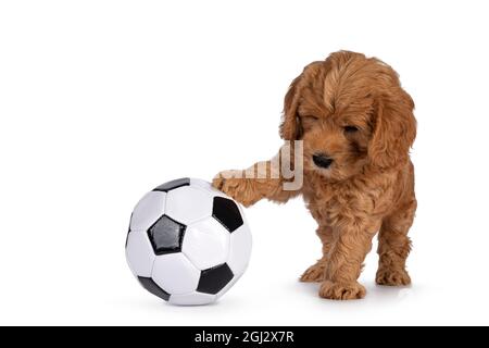 Liebenswert Cobberdog Welpen aka Labradoodle Hund, spielt mit einer Pfote auf schwarz und weiß Fußball. Isoliert auf weißem Hintergrund. Stockfoto