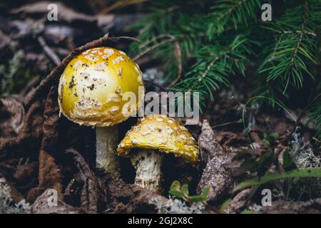 Gelbe Pilze, auch bekannt als gelbe Warze oder Amanita flavoconia im Naturpark Pointe aux Outardes in der Region Cote Nord in Quebec, Kanada Stockfoto