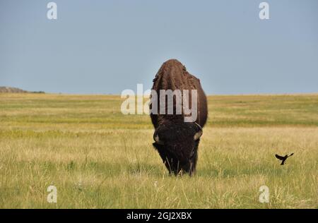 Kleiner schwarzer Vogel, der auf einer Prärie über ein weisendes Bison flitting. Stockfoto