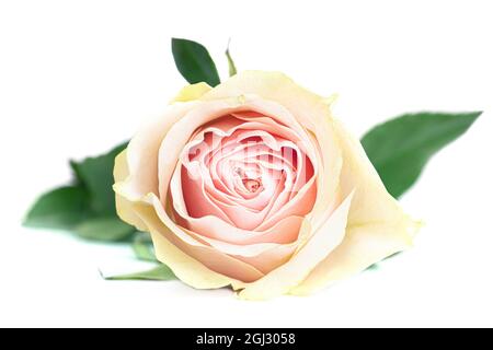 Nahaufnahme einer rosa Rosenblume, isoliert auf weißem, selektivem Fokus Stockfoto