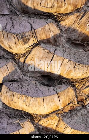 Nahaufnahme einer detaillierten Ansicht der Struktur des Palmenstamms, die von den Lichtern beleuchtet wird. Stockfoto