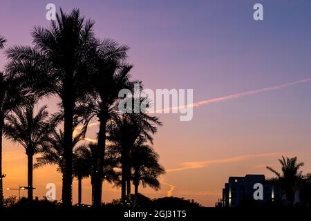 Dunkle Palmen Silhouetten in einem orange-violetten Himmel mit Flugzeugstreifen, malerischer Sonnenuntergang in Dubai. Stockfoto