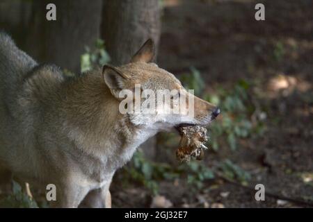 Der graue Wolf zerriss das Fleisch der Beute und frisst es. Nahaufnahme im Wald, der Wolf steht seitlich Stockfoto