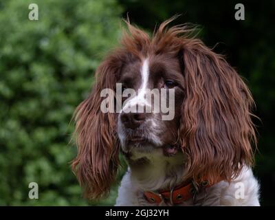 Porträt von Macey, einem English Springer Spaniel, in einem Garten in Torquay, Devon, England, UK Stockfoto