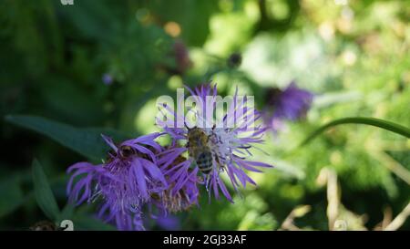 Und im September sammelt die Biene Nektar Stockfoto