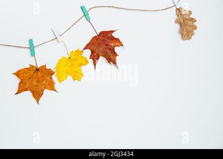 Herbstblätter hängen an der Wäscheleine. Frische Eichenholz-, Ahorn- und Eberesche-Blätter hängen an Clips an einer Schnur. Bunte Herbstblätter - gelb, orange, rot. Kopieren Stockfoto