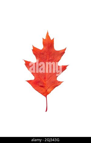 Bunte Herbst rote Eiche Blatt isoliert auf weißem Hintergrund. Rotes Eichenblatt als dekoratives Gestaltungselement. Quercus rubra Stockfoto