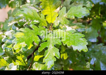 Eichenbaum mit jungen Eichenblättern. Grüne Eichenblätter auf Zweig im Wald. Sonnenlicht, nasse Blätter nach Regen Stockfoto