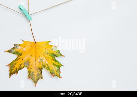 Ein Ahornblatt, das auf Wäscheklammern hängt. Frisches Gelb mit grünem Ahornblatt auf weißem Hintergrund auf der Schnur. Herbstkomposition, Copyspace, flaches Lay, Stockfoto