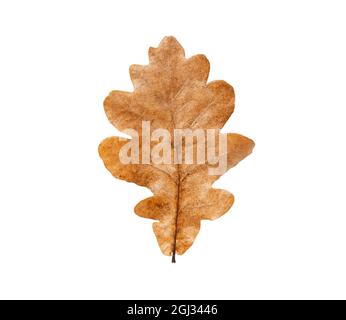 Frisches Eichenblatt auf weißem, isoliertem Hintergrund. Design-Element Herbst, Herbstblätter. Braunes Eichenblatt mit welligen Rändern Stockfoto