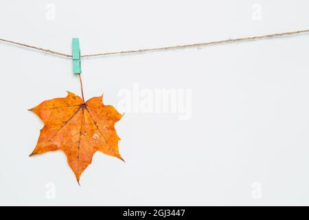 Ein Ahornblatt, das auf Wäscheklammern hängt. Frisches oranges Ahornblatt auf weißem Hintergrund auf der Schnur. Herbstkomposition, Copyspace, flaches Lay, Mockup Stockfoto