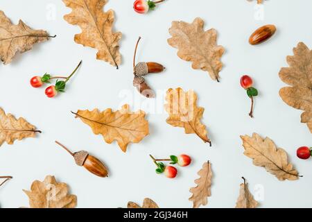 Herbstkomposition. Muster aus Eichenblättern, Eicheln und roten Beeren auf weißem Hintergrund. Herbst, Herbst, Thanksgiving-Tageskonzept. Flach liegend, Draufsicht Stockfoto