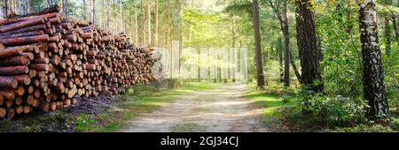 Natürliche Holz Kiefer und Fichte Baumstämme geschnitten und in Haufen gestapelt, von Holzfällerindustrie gefällt. Haufen von gefällten Pinien im Wald Hintergrund. Stockfoto