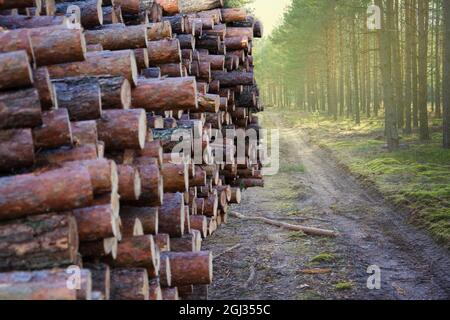 Baumstämme aus gefällten Bäumen werden für den Transport auf Holztrucks vorbereitet. Kommerzielle Holzfällarbeiten und Holzfällarbeiten. Holzernte. Wo Stockfoto