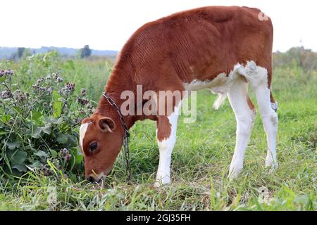 Braunes Kalb mit weißen Flecken, die Gras auf einer grünen Wiese fressen. Junger Stachel auf einer Weide Stockfoto