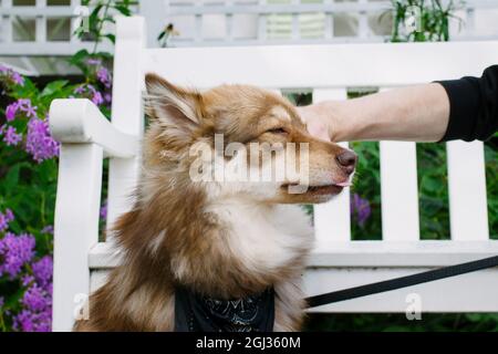 Hund in einem Garten, sitzt vor einer weißen Bank und zeigt seine Zunge. Arm des Besitzers hinter dem Hund. Stockfoto