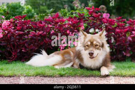 Hund mit Blumen, auf Gras im Garten liegend. Finnischer lapphund. Stockfoto