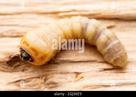 Holzwurm, Holzkäfer oder Holzfällerkäfer Scolytinae Parasit Insect Wurm Larve Maggot Plant Pest Makro Stockfoto