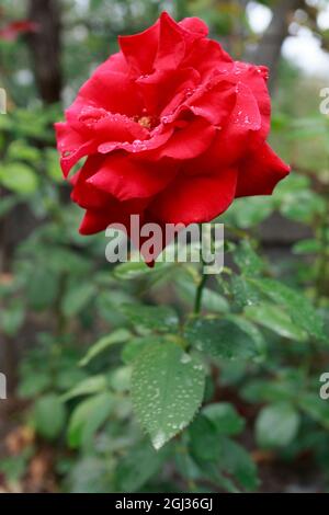 Schöne rote Rose in einem Garten nach Regen Stockfoto