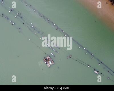 oyster Muschelfarm fal River cornwall großbritannien Stockfoto