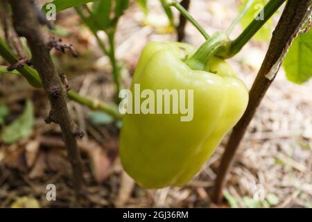 Gelber Pfeffer auf dem Busch im Garten, Nahaufnahme Stockfoto