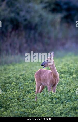 Rehe (Capreolus capreolus) ruft ihr Rehkitz auf, das auf einer grünen Wiese steht Stockfoto