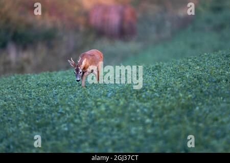 Rehe stehen und schauen auf der grünen Wiese zur Kamera Stockfoto
