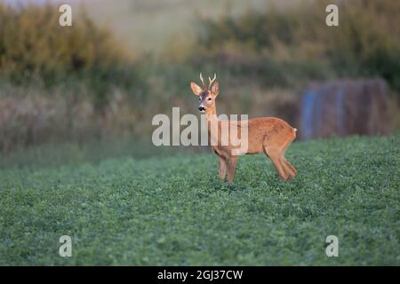 Rehe stehen und schauen auf der grünen Wiese zur Kamera Stockfoto