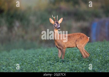 Reh Capreolus capreolus stehend und schauend Stockfoto