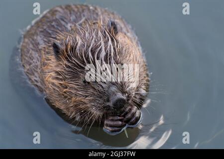 Ein junger Biber frisst einen Weidenzweig, Moskau, Russland Stockfoto