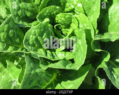 Extreme Close-Up - Kopfsalat Stockfoto