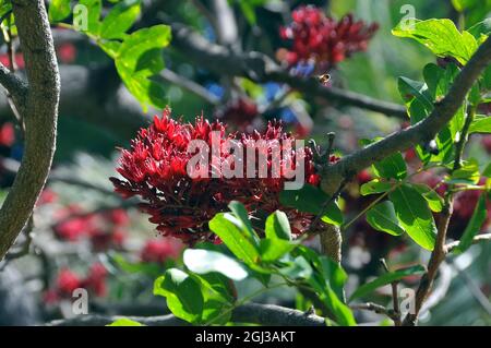 Weinende boerbohne, Fuchsia, afrikanisches Grünherz und afrikanische Walnuss, Schotia brachypetala, Papagájfa, Afrika Stockfoto