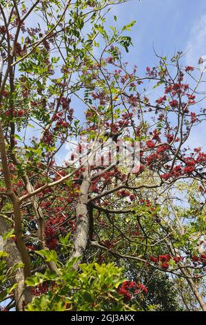 Weinende boerbohne, Fuchsia, afrikanisches Grünherz und afrikanische Walnuss, Schotia brachypetala, Papagájfa, Afrika Stockfoto